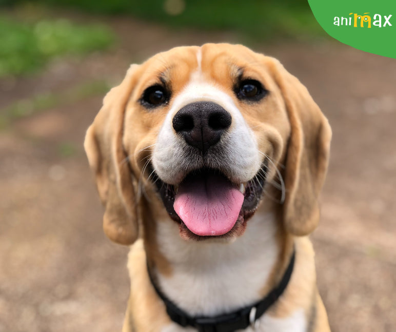 Modalitati de a-ti face cainele mai fericit